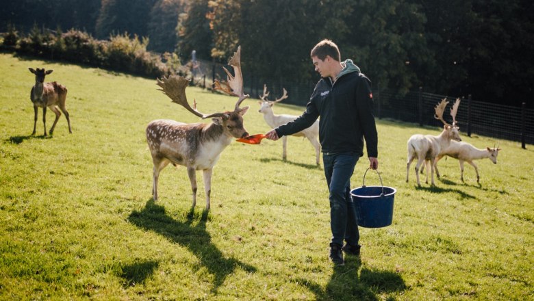 Wildpark Hochriess, © Andreas Zehetner Ein Mann füttert Wildtiere von Hand auf einer Wiese.