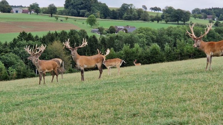 Wildpark Hochrieß - nur 35 Min. vom Happy Nest entfernt und immer eine Reise wert., © Martin Bachner_Happy Nest Wildpark Hochrieß - nur 35 Min. vom Happy Nest entfernt und immer eine Reise wert., © Martin Bachner_Happy Nest