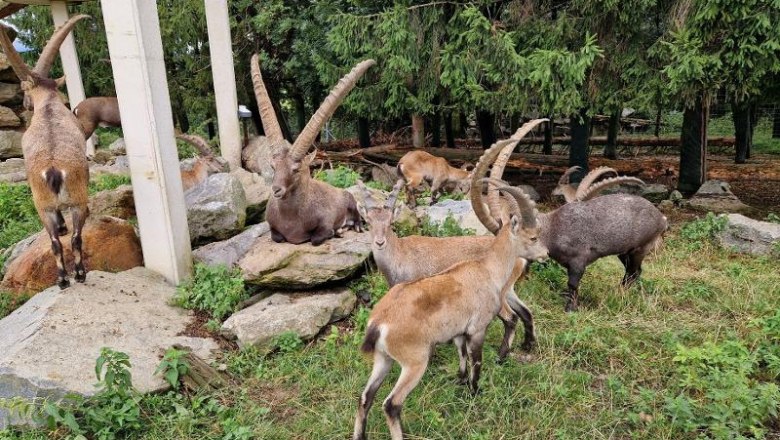 Wildpark Hochrieß - nur 35 Min. vom Happy Nest entfernt und immer eine Reise wert., © Martin Bachner_Happy Nest Wildpark Hochrieß - nur 35 Min. vom Happy Nest entfernt und immer eine Reise wert., © Martin Bachner_Happy Nest