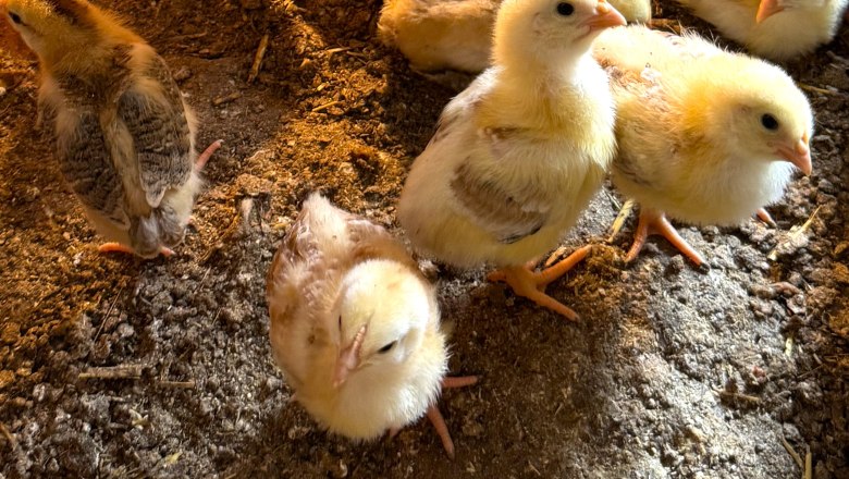 Küken, © Höbarten Küken, © Höbarten