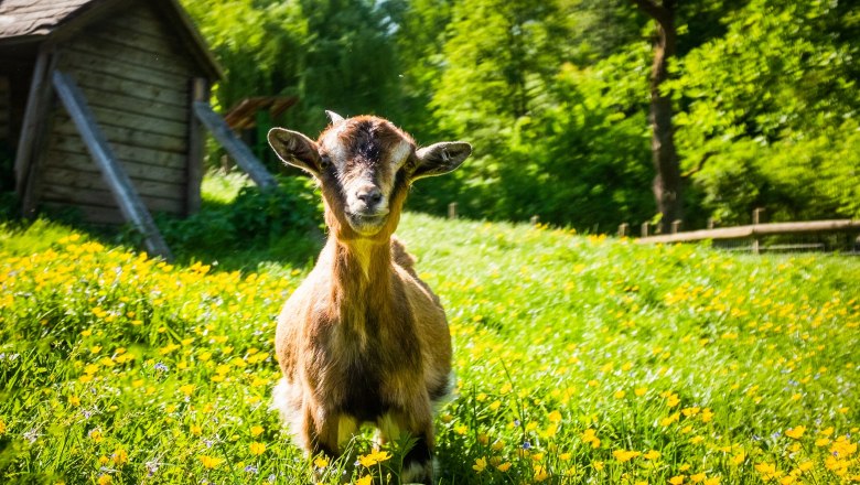 Wildtierpark Hochriess, © Die Hochriess - Distelberger GmbH CoKG Wildtierpark Hochriess, © Die Hochriess - Distelberger GmbH CoKG