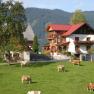 Salcheck, © Fam. Jagersberger Bauernhof mit Kühen auf einer Wiese vor einem traditionellen Haus in den Alpen.