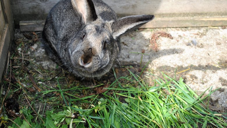 Häsin Bella, © Patrick Leitner Häsin Bella, © Patrick Leitner