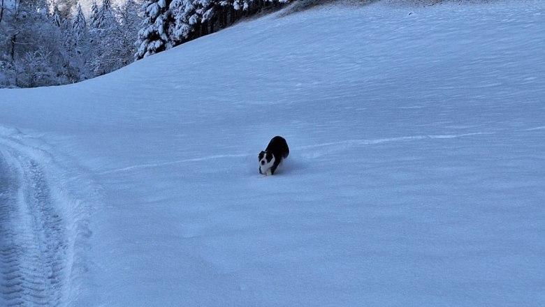 ferienhof-schelchen-im-winter-16, © Schoisswohl ferienhof-schelchen-im-winter-16, © Schoisswohl
