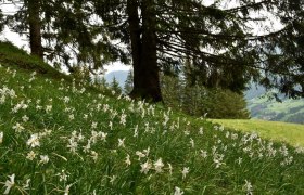 Schauwiese Ortszentrum Opponitz, © David Bock Schauwiese Ortszentrum Opponitz, © David Bock