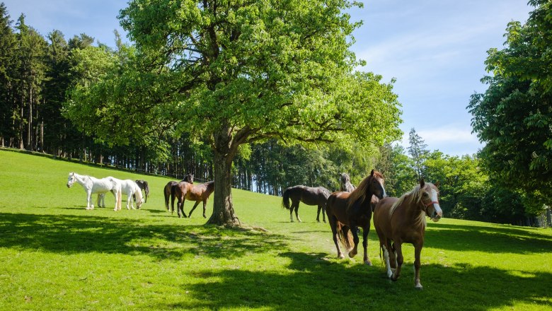 Pferde, © Die Hochriess-Distelberger GmbH & Co.KG Saftig grüne Wiese mit einer friedlich grasenden Pferdeherde.