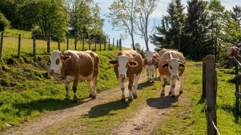 Kühe, © Höbarten Kühe, © Höbarten