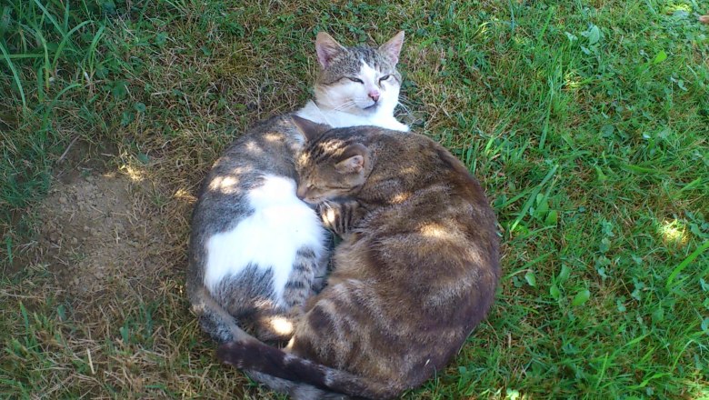 Glückliche Katzen in der Feldmühle, © Eßletzbichler Christine Glückliche Katzen in der Feldmühle, © Eßletzbichler Christine