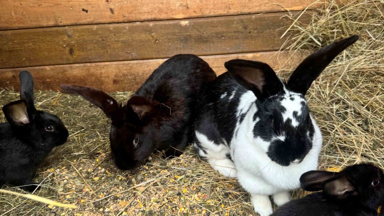 Urlaub am Moaserhof, © Familie Buber Kaninchen im Stall mit Heu und Futter.