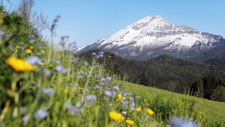 Ötscherblick vom Joachimsberg, © weinfranz.at Berg Ötscher mit schneebedecktem Gipfel, umgeben von Wäldern und einer Blumenwiese im Vordergrund.