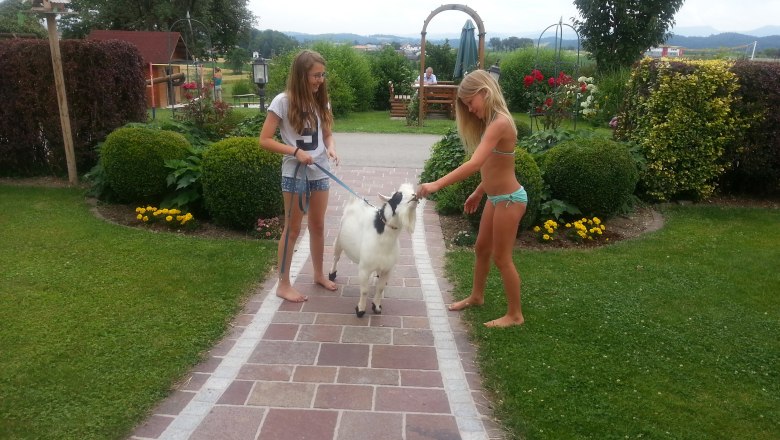 Ziegenspaziergang, © Lothspieler Ziegenspaziergang, © Lothspieler