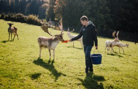 Wildpark Hochriess, © Andreas Zehetner Ein Mann füttert Wildtiere von Hand auf einer Wiese.