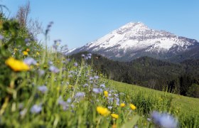 Ötscherblick vom Joachimsberg, © weinfranz.at Berg Ötscher mit schneebedecktem Gipfel, umgeben von Wäldern und einer Blumenwiese im Vordergrund.
