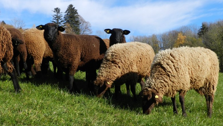 Schafe am Einkehrhof Poggau, © zVg Einkehrhof Poggau Schafe am Einkehrhof Poggau, © zVg Einkehrhof Poggau