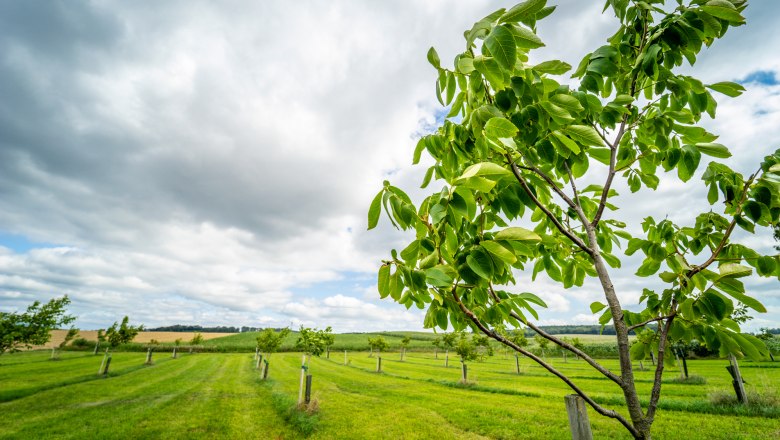 Bergland ist die Heimat der Firma Nussland, © Gerald Prüller/CleanHill Studios Bergland ist die Heimat der Firma Nussland, © Gerald Prüller/CleanHill Studios
