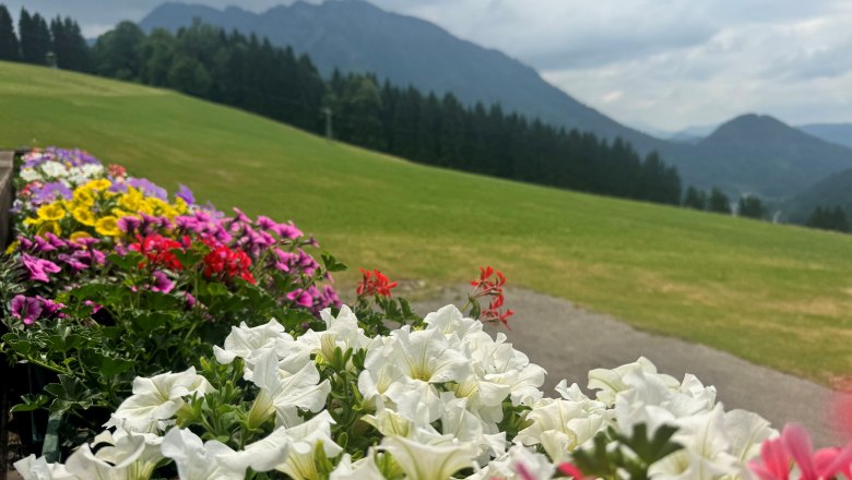 Urlaub am Moaserhof, © Familie Buber Bunte Blumenkästen schmücken das ganze Haus, grüme Wiese und bewaldete Bergen im Hintergrund in Blickrichtung Lunzer See.