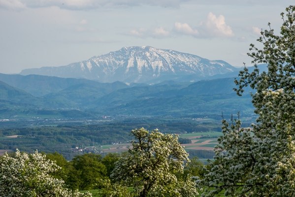 Frühlingserwachen mit Blick auf Ötscher, © pictoresk Blick auf den schneebedeckten Ötscher im Frühling, umgeben von blühenden Bäumen und grünen Hügeln.