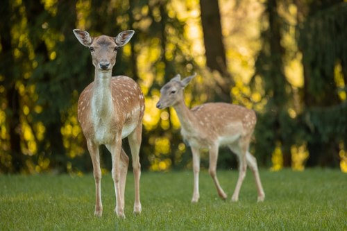 Alles erwacht im Wildpark Hochriess, © Cora Weiger Ein kleines Reh steht mit seiner Mutter auf einer grünen Wiese.
