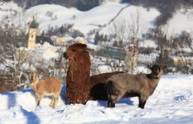 Die Tierpark-Bewohner genießen den Blick auf Waidhofen, © Plachy Andreas Alpaka und zwei Ziegen im Schnee mit Stadt im Hintergrund.