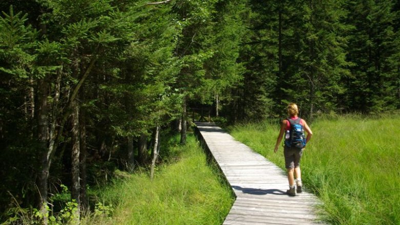 Hochmoor Leckermoos, © Tourismusverein Göstlinger Alpen Eine Person wandert auf einem Holzsteg durch ein grünes Hochmoor, umgeben von Bäumen.