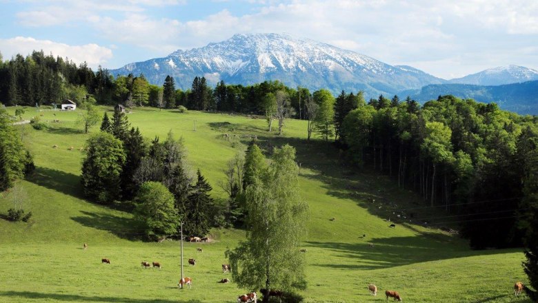 Grüne Almwiese mit Kühen und schneebedecktem Berg im Hintergrund.
