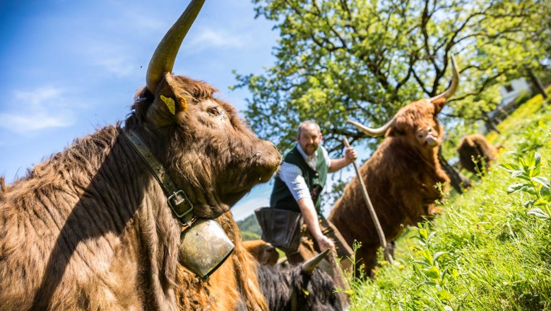 Biobauernhof Lacken, &copy; Familie Blamauer