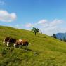 Alm mit Kühen und Hirte, im Hintergrund der Ötscher.