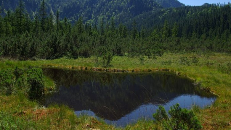 Hier erleben Sie ein faszinierendes Ökosystem., © zVg Tourismusverein Göstlinger Alpen