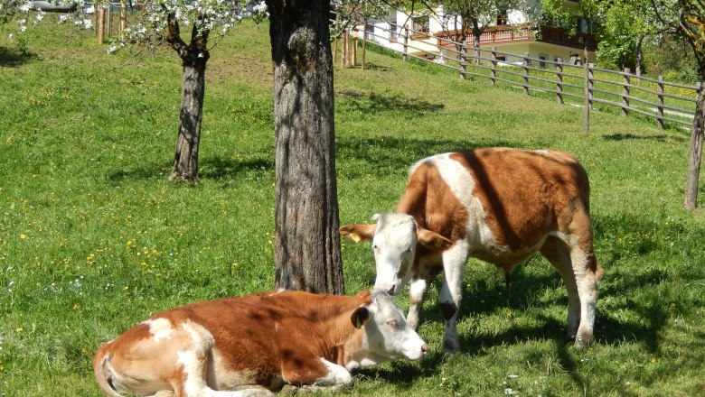 Unsere Kälber auf der Weide, © Poidlbauer
