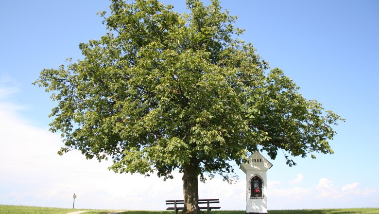 Hochkogelweide, © ESTNOE