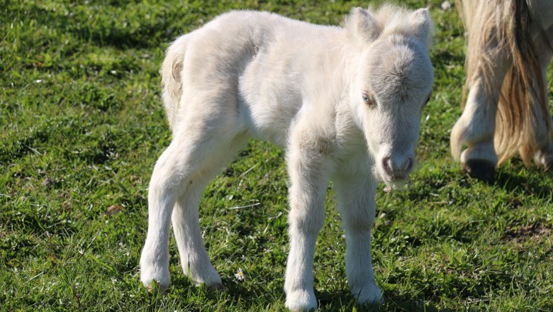urlaub-beim-almbauer-7, &copy; Almbauer-Familie Wagner
