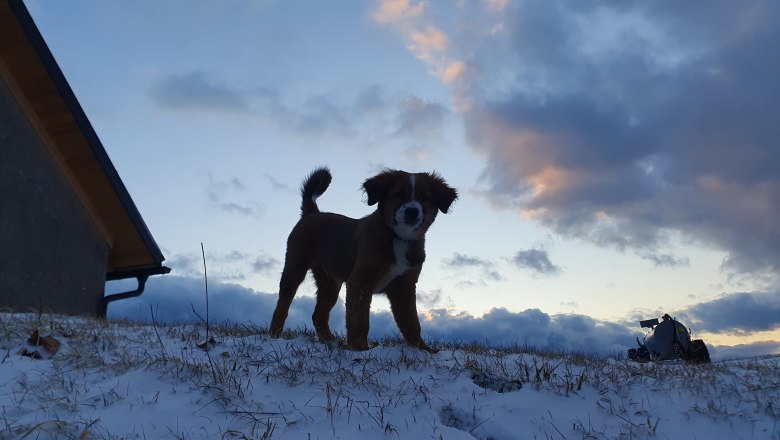 Biobauernhof MItterhirschberg, &copy; Familie Schweighuber