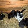 Kaninchen im Stall mit Heu und Futter.