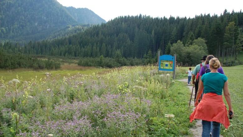 Gruppe von Wanderern auf einem Pfad durch eine blühende Wiese mit Bergen im Hintergrund.
