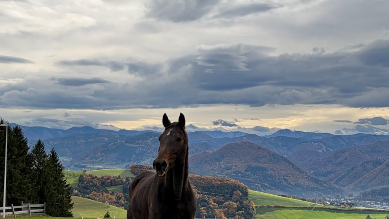 Pferde am Gut Herzogberg, &copy; Gut Herzogberg