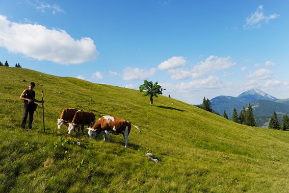 Blick auf Ötscher von der Herrenalm, © www.fotostudio-buechele.at