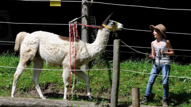 Ein Kind führt ein Lama an der Leine entlang eines Zauns auf einer Wiese.
