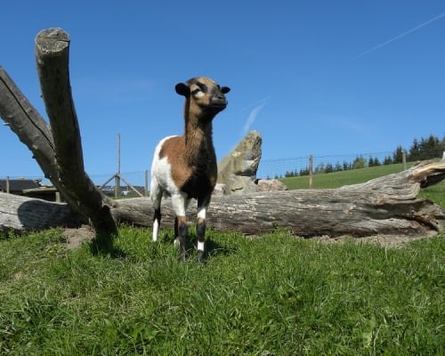 Kamerunschaf-Scheki, &copy; Familie Schweighuber