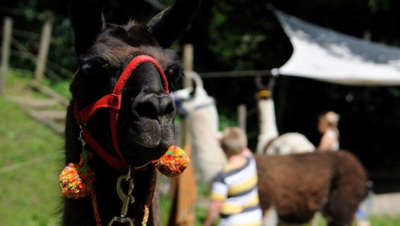Nahaufnahme eines Lamas mit rotem Halfter, im Hintergrund unscharf Menschen und weitere Lamas.