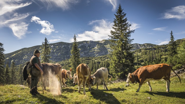 Dürrensteinalm, © Theo Kust