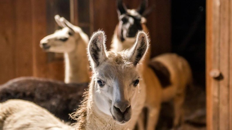 Drei Lamas in einem Stall, eines im Vordergrund, die anderen im Hintergrund.