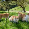 Vier rot-wei&szlig;e Katzen sitzen und stehen auf einer gr&uuml;nen Wiese im Sonnenschein.
