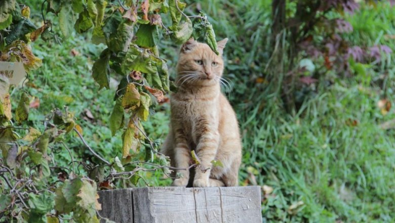 Katze Leni, &copy; Reisenbichler