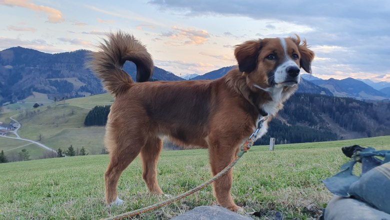 Haushund - Nico, &copy; Melanie Schweighuber