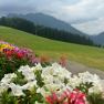 Bunte Blumenk&auml;sten schm&uuml;cken das ganze Haus, gr&uuml;me Wiese und bewaldete Bergen im Hintergrund in Blickrichtung Lunzer See.