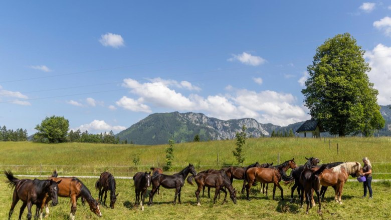 Eine Gruppe von Pferden auf einer gr&uuml;nen Wiese vor einer Bergkulisse, mit einer Person, die einen Eimer h&auml;lt.