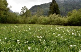 Schauwiese Wassercluster bei Lunz am See, &copy; David Bock