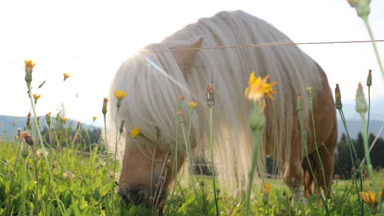 urlaub-beim-almbauer-16, &copy; Almbauer-Familie Wagner