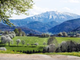 Bl&uuml;hende Landschaft im Vordergrund, der schneebedeckte &Ouml;tscher im Hintergrund.