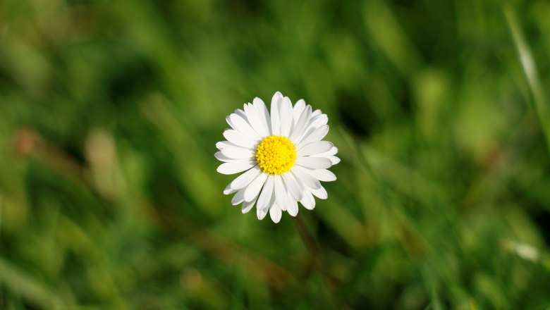 urlaub-beim-almbauer-13, &copy; Almbauer-Familie Wagner